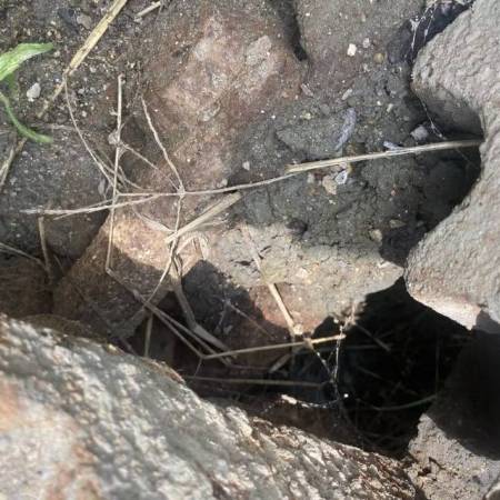 雷沃重工FR65履带式挖掘机