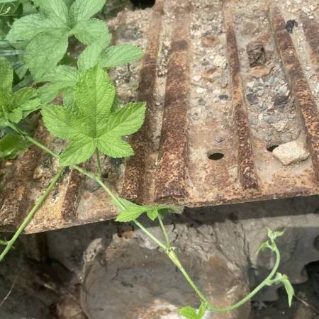 雷沃重工FR65履带式挖掘机