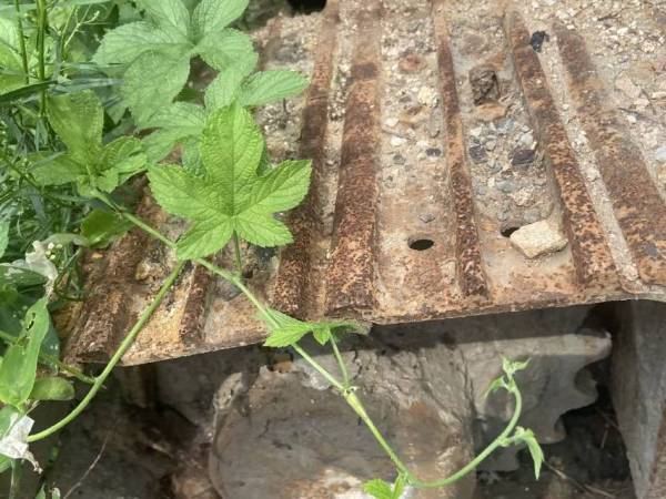 雷沃重工FR65履帶式挖掘機(jī)