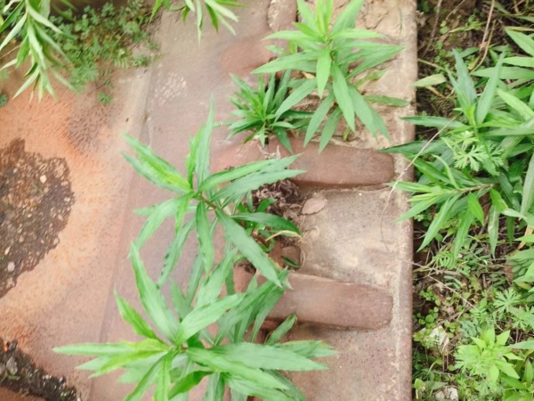 徐工XE230C履帶式挖掘機(jī)